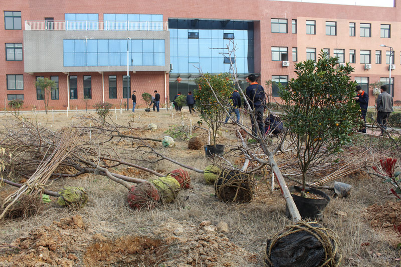 3月12植树节，，，，看看鸿运国际人建设园林单位的势头！