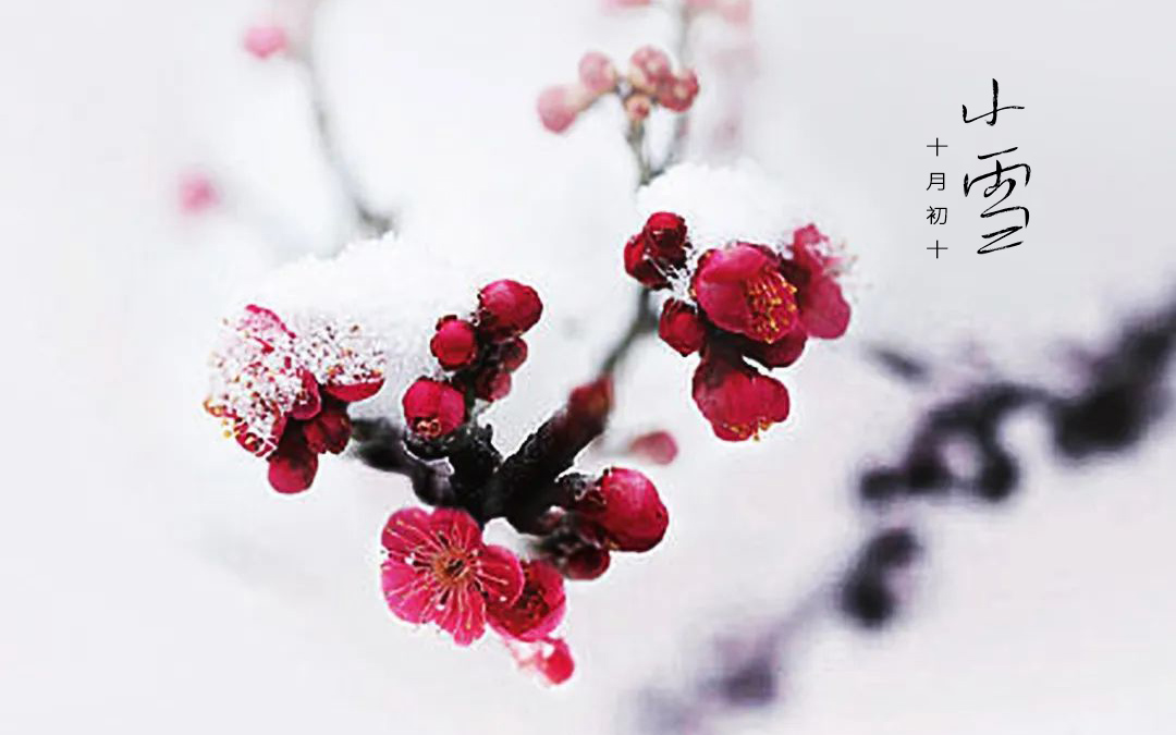 二十四节气┃小雪 小雪天地清寒，，境揽冬韵风华